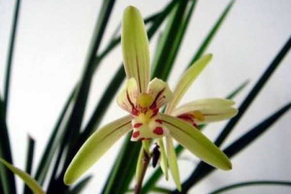 orchid