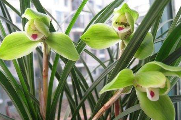 Orchid