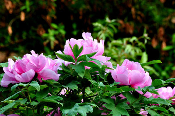 Peony Flower