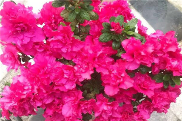Rhododendron
