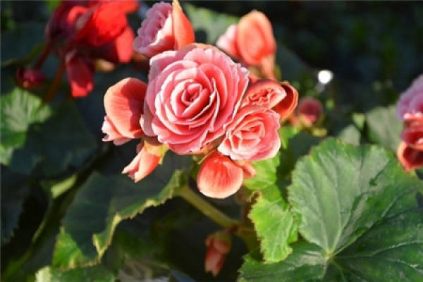 Rieger Begonia