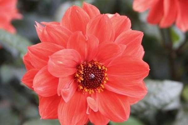 Dahlia