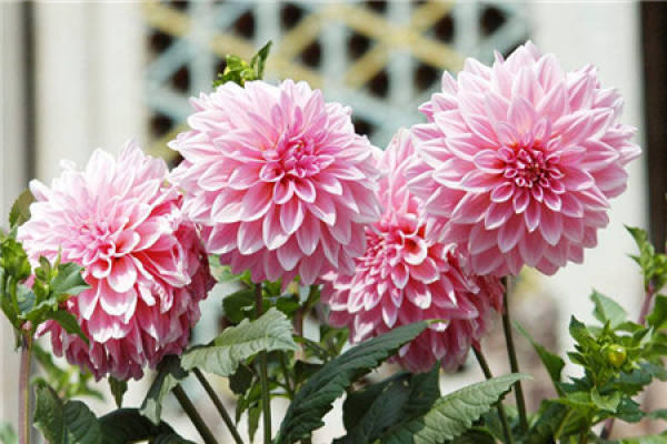 Dahlia