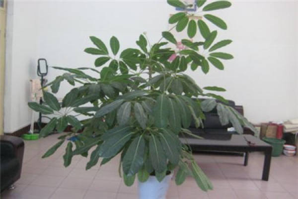 Zhao Cai Shu