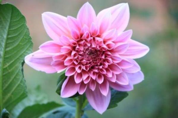Dahlia