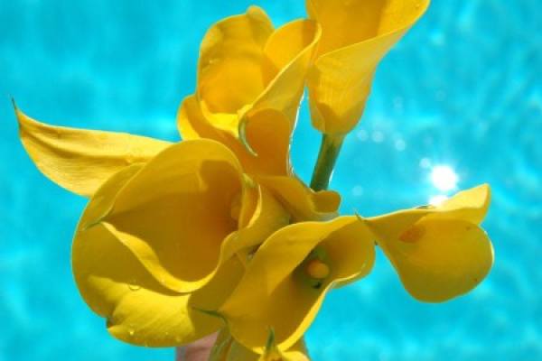 Lily Flower