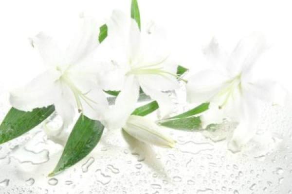 Lily Flower