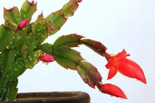 Zygocactus japonicus