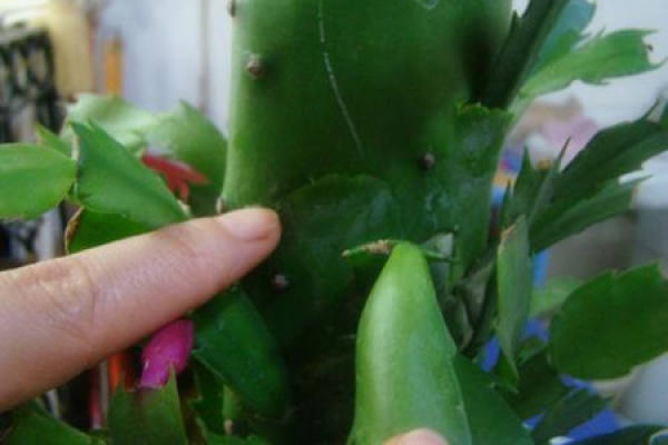 Zygocactus japonicus