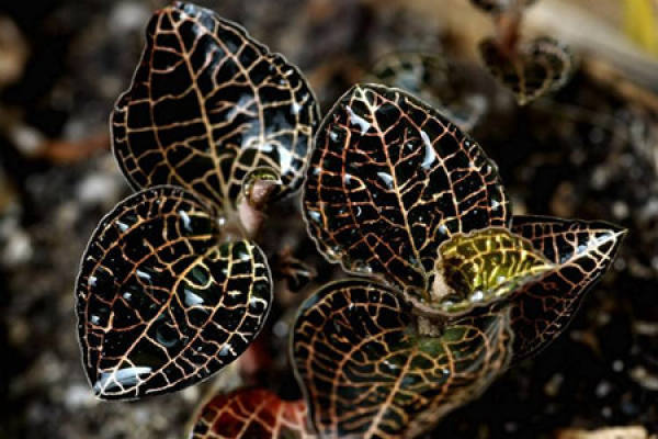 Anoectochilus formosanus