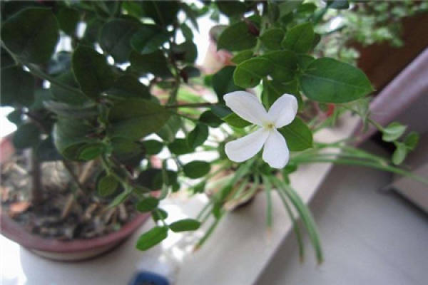 Jasmine