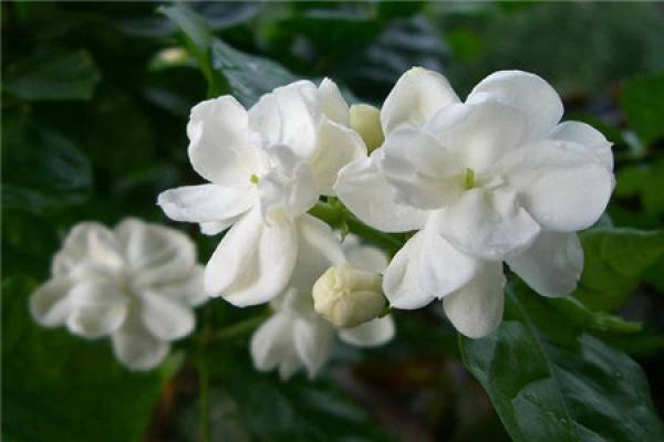 Jasmine