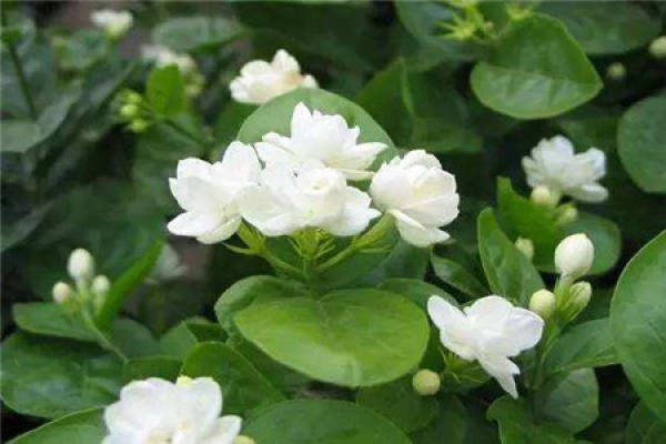 Jasmine