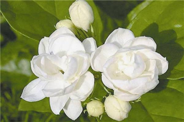 Jasmine