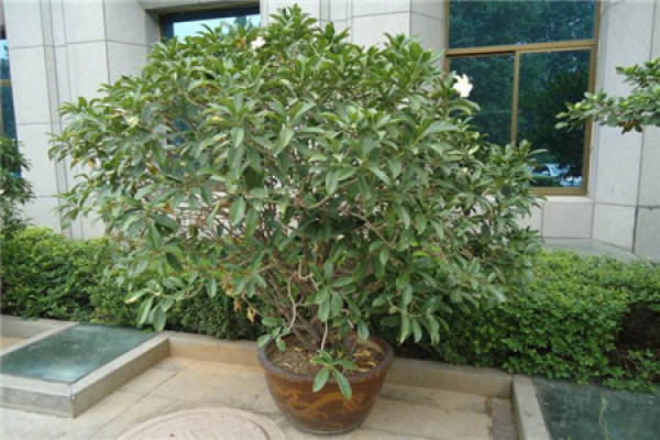 African Jasmine