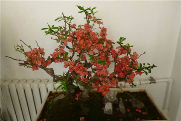 Potted Chinese flowering crabapple