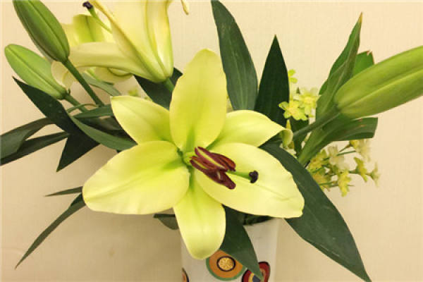 Yellow Lily