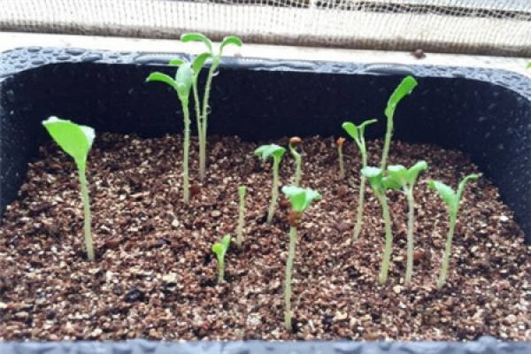 Lavender after sowing
