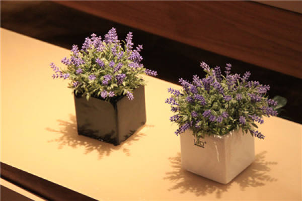 Lavender potted