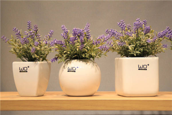 Lavender potted
