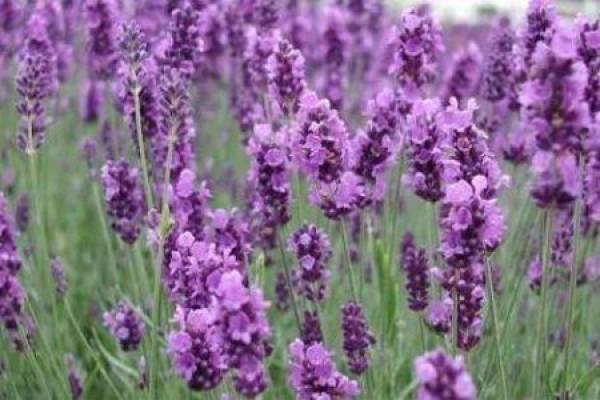 Lavender