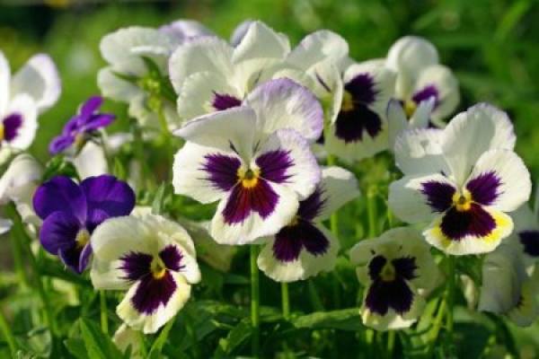 sowing pansy