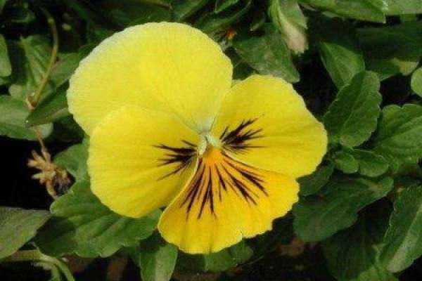 Pansy