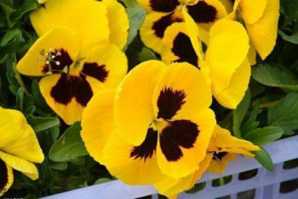 Viola pansy