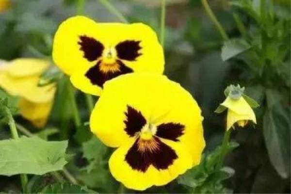 Pansy
