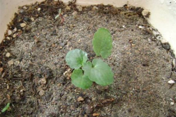 Sown pansy