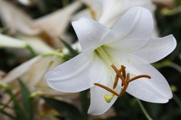 Perfume Lily