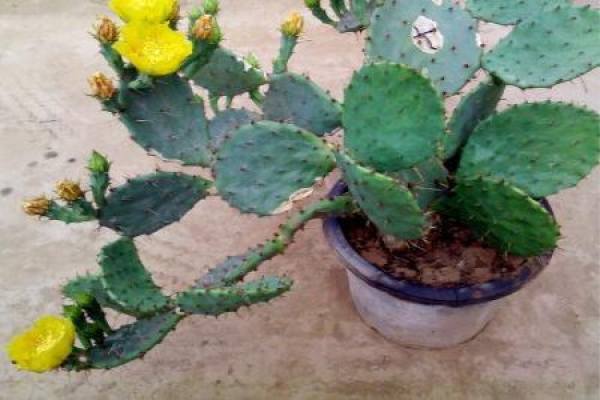 A flowering cactus