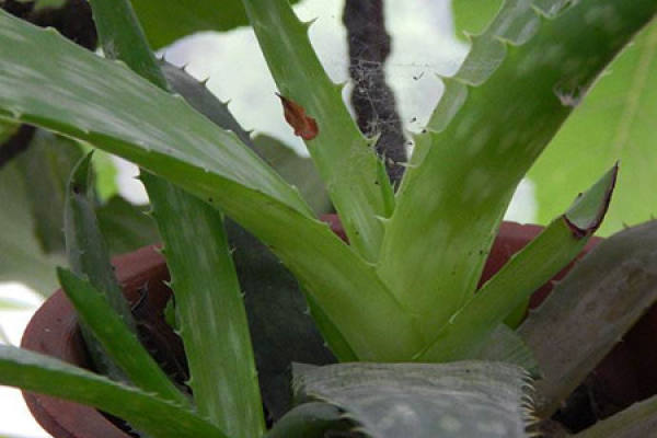 aloe