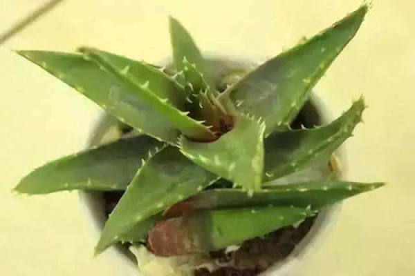 Aloe