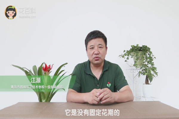 it has no fixed flowering period