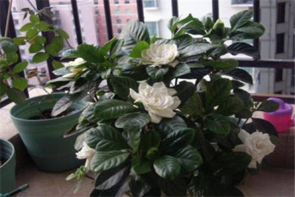 Gardenia grandiflora