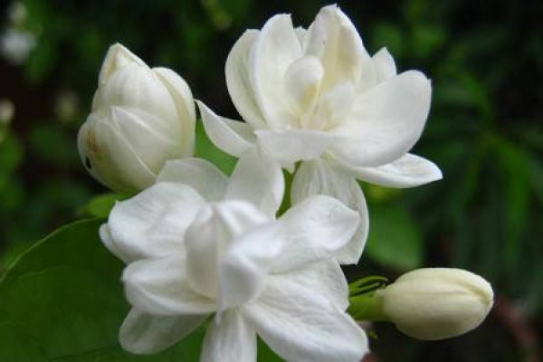 Gardenia jasminoides