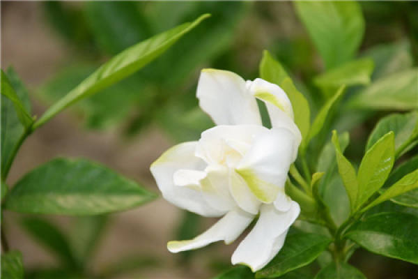 Gardenia