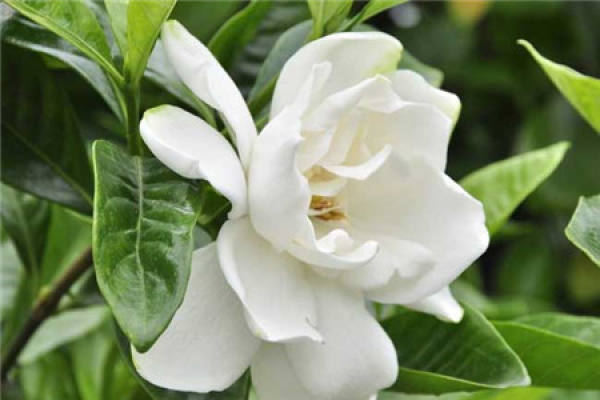 Gardenia
