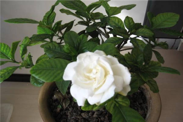 Gardenia grandiflora