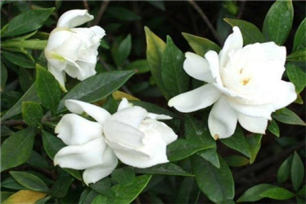 Gardenia grandiflora