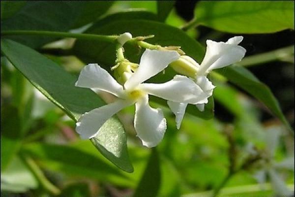 Jasmine windmill
