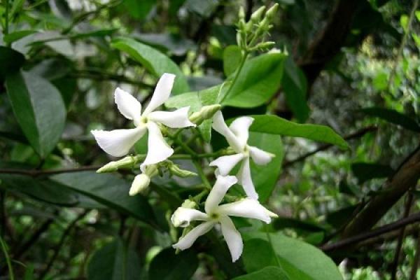 Jasmine windmill