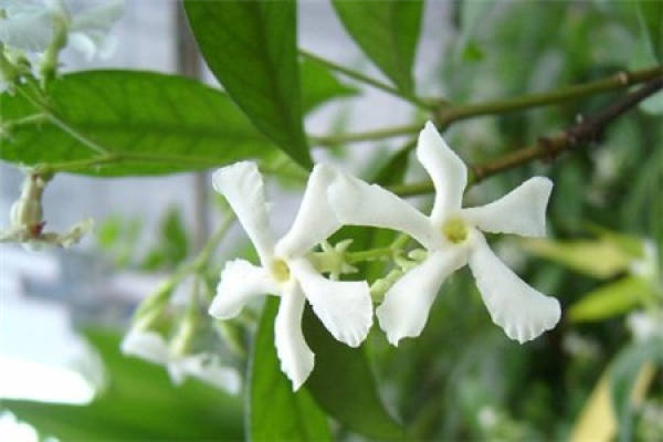 Windmill Jasmine