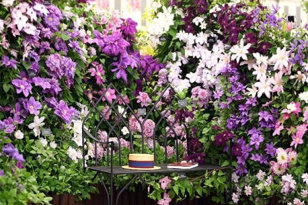 Clematis Clematis