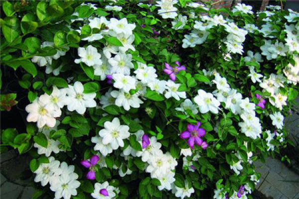 Clematis Clematis