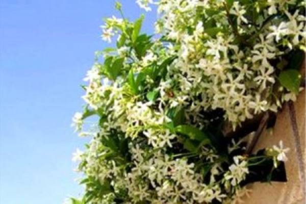 Silvery Jasmine