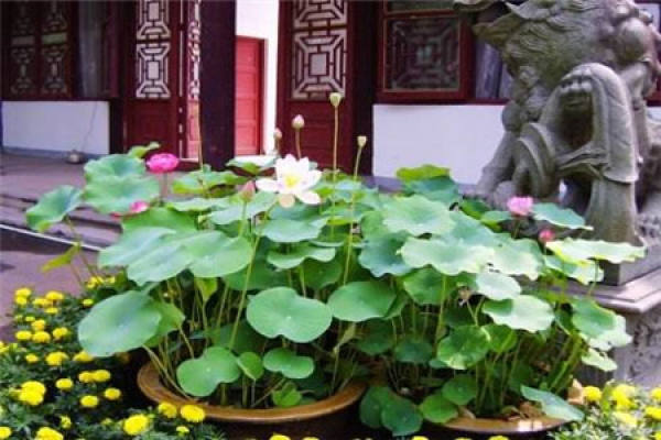 Potted lotus