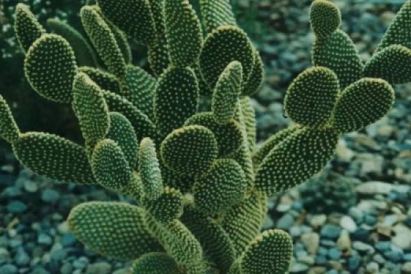 Cactus