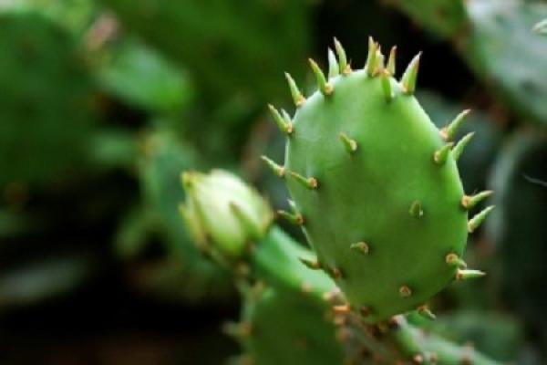 Cactus